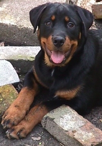 Benny